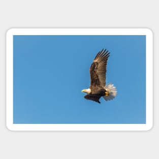 Bald Eagle in Flight with Blue Sky Sticker